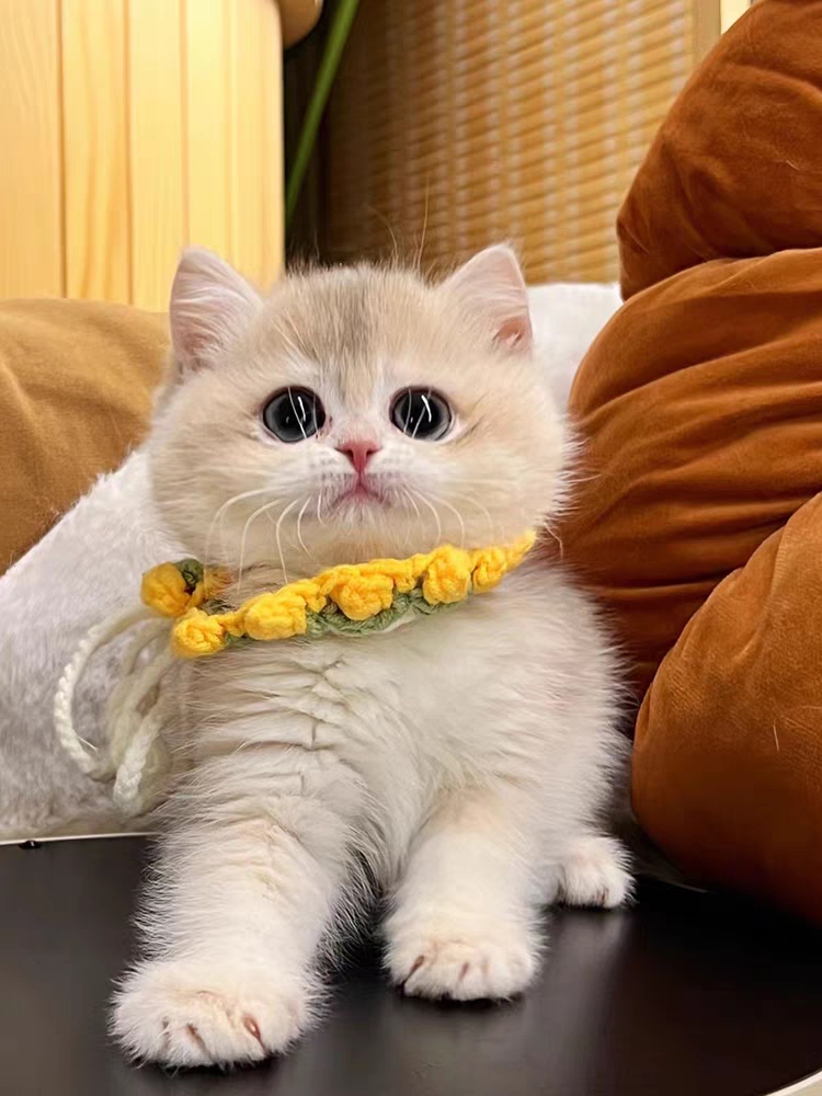 猫舍直销,批发价出售,蓝金渐层